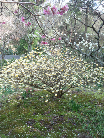 手前に梅、三つ叉、そして桜。東慶寺にて。